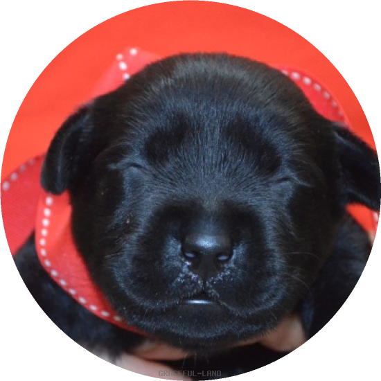 レッド女の子(母犬サファイア)(A child of マナスル & ) レッド女の子(母犬サファイア)